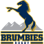 brumbies